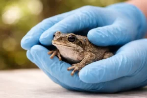 Protecting Native Frogs in South-East Queensland